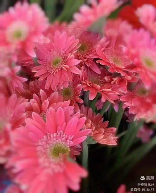 艳丽的非洲菊(澜沧向阳花卉种植园,等你来赏花)