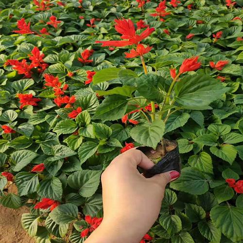 一串红袋苗花期79月色彩鲜艳壹点花卉种植基地