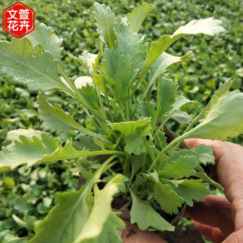 大滨菊种植基地 观赏花卉供应 欢迎咨询