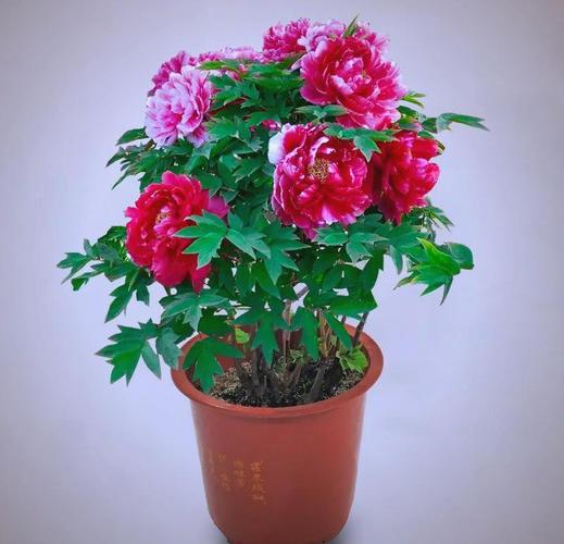 春季花卉种植指南:避开花期管理误区