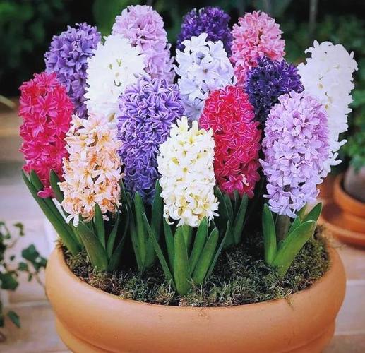 申城秋季阳台球根花卉种植详细指南